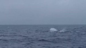 Киты. Море Уэдделла. Февраль 2018.