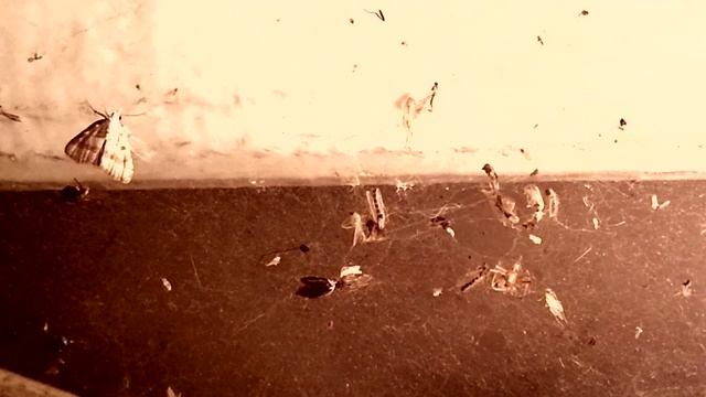 Насекомых привлекает свет смотреть онлайн