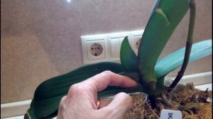 Цветоносы у орхидей: как правильно сформировать и не сломать цветонос