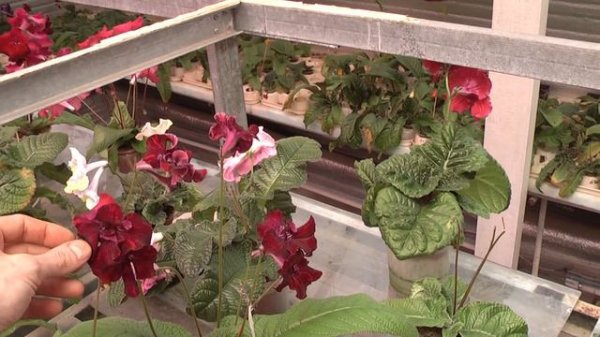 Стрептокарпусы Dimetris 10,05,2016