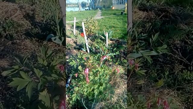 Дицентра, разбитое сердце, романтический нежный цветок, секреты ухода!!! смотреть онлайн