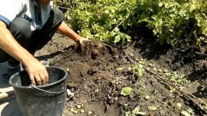 2021Г СПАСАЕМ УРОЖАЙ ОТ СУХОЙ ГНИЛИ