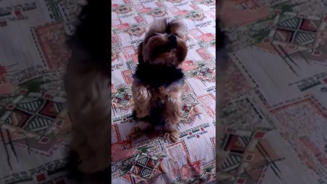 Большая радость маленького йорка смотреть онлайн