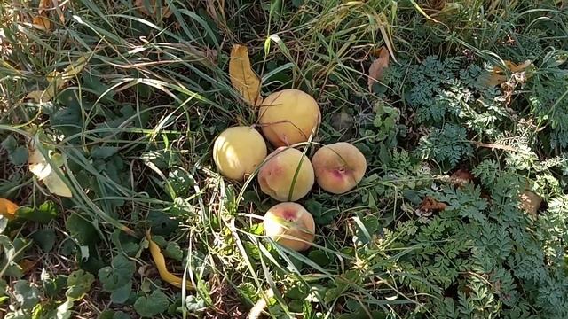 Персик из косточки. Позднее созревание. Будем расставаться. смотреть онлайн
