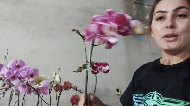 DORITAENOPSIS VOCÊ SÓ ENCONTRA NO ORQUIDÁRIO FOGAÇA (011 94067-1581) смотреть онлайн