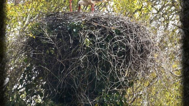 Белый аист.  Детям про аиста