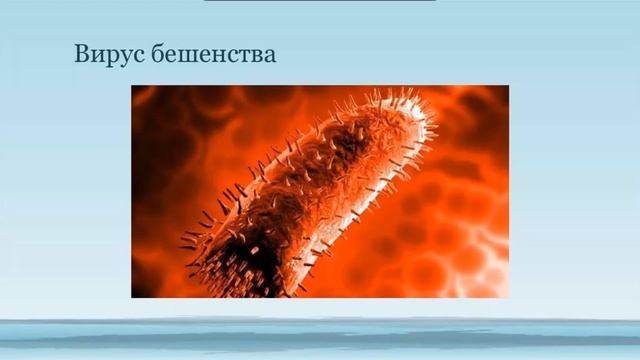 Топ-10 самых опасных вирусов в мире для человека Вирус Эбола Вирус бешенства Вирус ИЧ смотреть онлайн