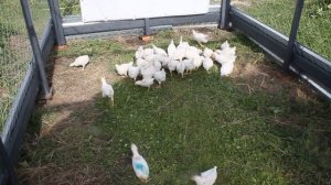 Цыплята самой яйценоской породы кур в мире. Леггорн белый стандарт во всей красе.