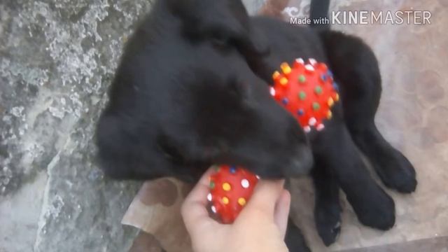 День рождение Джинки ! смотреть онлайн