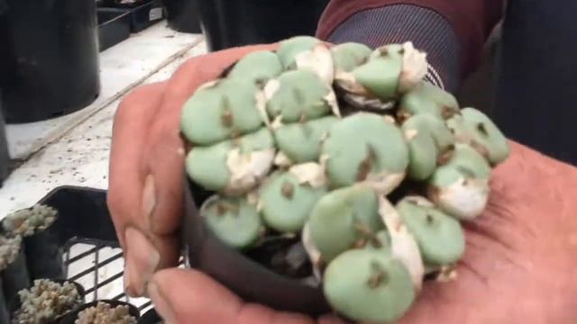 How to Divide and Propagate Conophytum succulents. смотреть онлайн