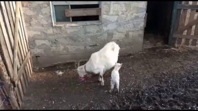 Наши первокотки после окота. Содержание козлят по козой. Наше козоводство. смотреть онлайн