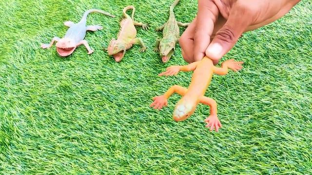 Reptiles Animals Collection - Crocodile, Alligator, Iguana, Python, Komodo Dragon, Frilled Lizard смотреть онлайн