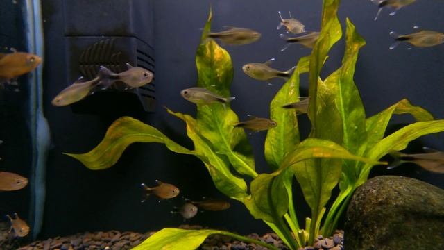 Hasemania nana bij Aquarium Speciaalzaak Utaka смотреть онлайн