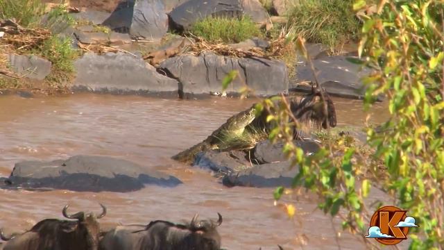 Зебра победила Крокодила и Льва. Хищники Не на того нарвались. Клондайк тв