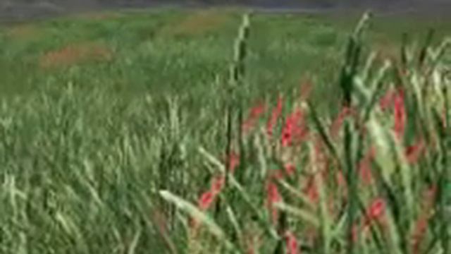 grass wind смотреть онлайн