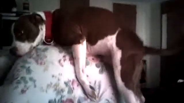 Mike gets dominated by Bucks' dog смотреть онлайн