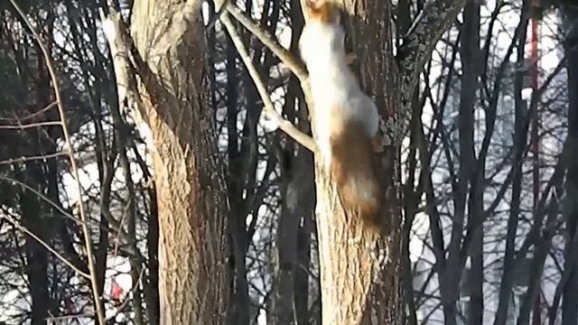 Беличий путь смотреть онлайн