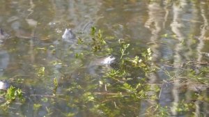 Пение остромордых лягушек.