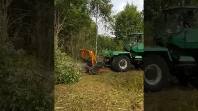 Утреннее видео с полей. Создание живописной рощи для оленьей фермы. смотреть онлайн