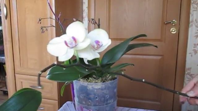 Как обрезать цветоносы у орхидей. Совет для новичков.( Часть 2) смотреть онлайн