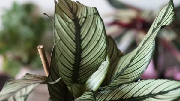 Houseplant Unboxing from Planterina | Wishlist Plant (Calathea White Star)