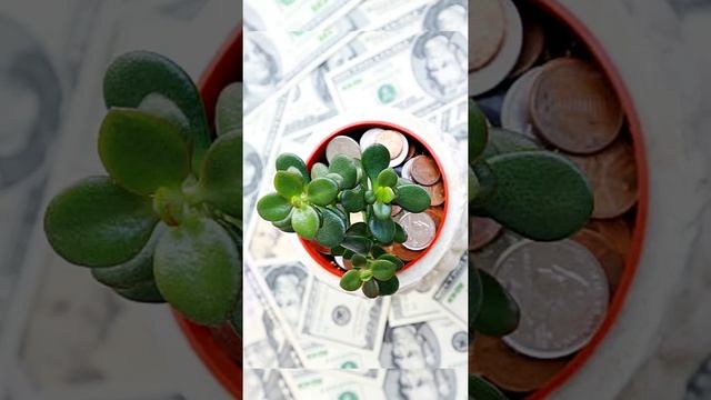 У многих есть дома денежное дерево. Но не все знают о его пользе для ваших организм #толстянка смотреть онлайн