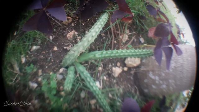 Home & Garden: Oxalis Triangularis смотреть онлайн