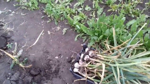 Болезни клубники. Бурая пятнистость. Клубничное хозяйство Вадима, небольшой обзор. смотреть онлайн