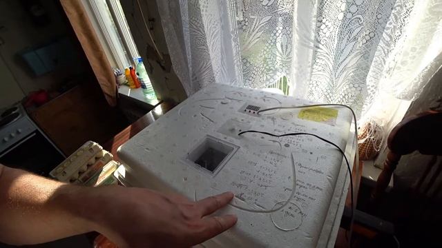 Закладка яиц в инкубатор идеальная наседка.