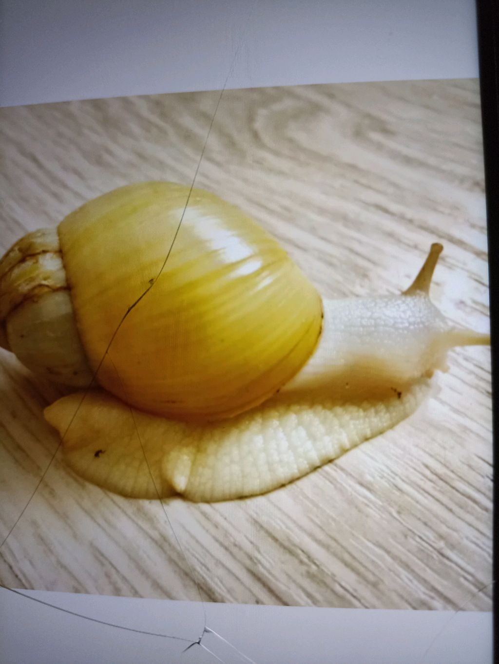 💦🐌Улитка Плей 🐌💦