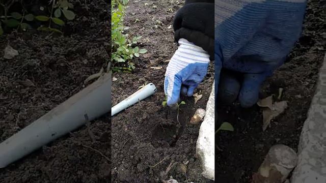 Мастер-класс по высадке рассады смотреть онлайн