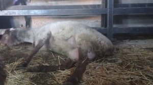 УРРААА, ПОПОЛНЕНИЕ🐑🐏, КАК РОЖАЕТ ОВЦА, РОДИЛСЯ ЕГНЁНОК