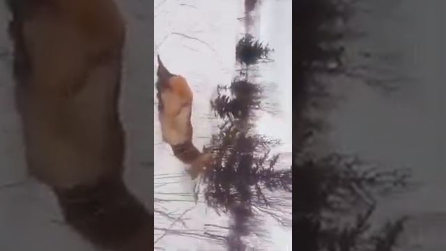 Офигеть,Зюбр Анивский район смотреть онлайн