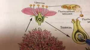 Размножение покрытосеменных - 6 класс