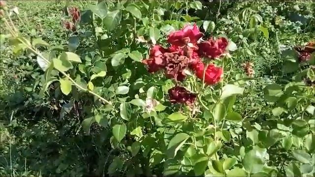 Стригу и собираю цветы. смотреть онлайн