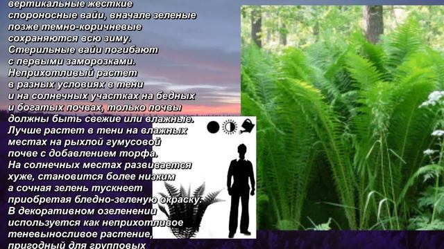 "Страусник обыкновенный" - "Ostrich". Декоративный папоротник. Decorative fern. смотреть онлайн
