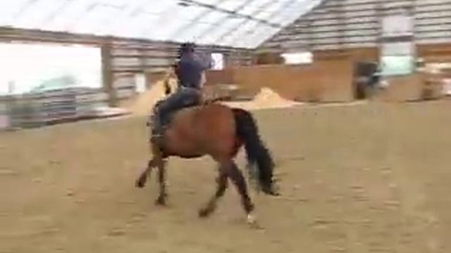 SOLD! Versatile And Handsome Friesian Sporthorse!