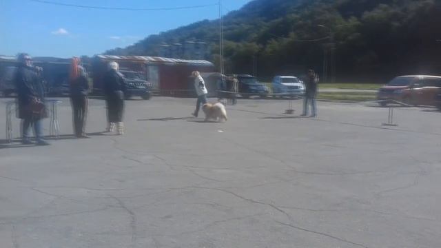 Выставка собак "Осенний Калейдоскоп"||17.09.17г. смотреть онлайн