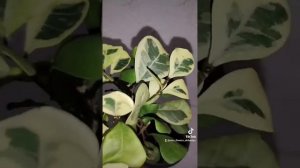 ФИКУС ТРИАНГУЛЯРИС КОКОНАТ КРЕМ.