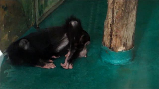 Филя и Люся. Пока нет игрушек не знают чем заняться 11.03.18 смотреть онлайн