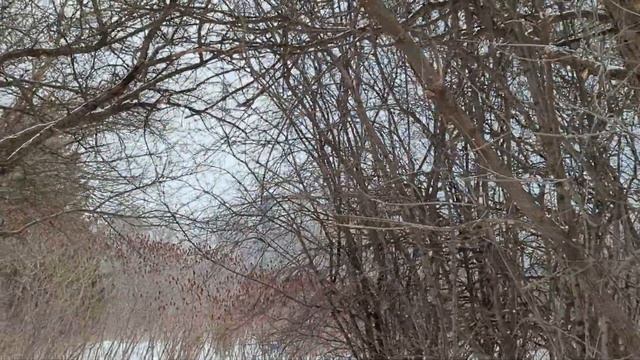 Птицы прилетели. Red-winged blackbirds - красноплечий трупиал. смотреть онлайн