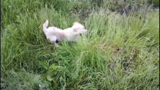 Собачье счастье или как должна выглядеть счастливая собака смотреть онлайн