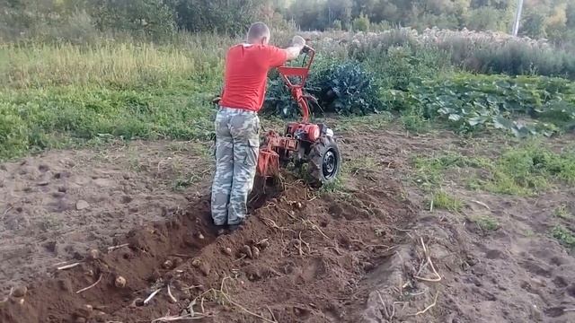 Мотоблок Салют на.Камовской резине R12/ копка картофеля. смотреть онлайн