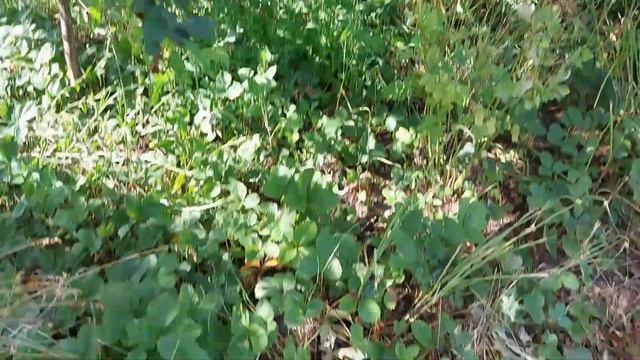 Ремонт машины, стройка и наш животный мир. смотреть онлайн