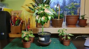 Колеус на штамбе. Сорт  Wizard Coral Sunrise. И немного о посеве колеуса. Мой метод.