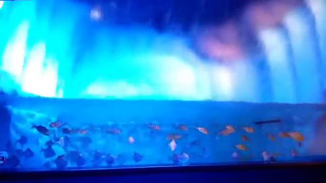 36 Поездка в Океанариум АКВАТИКА г. Когалым 31.10.2020 часть 36 смотреть онлайн