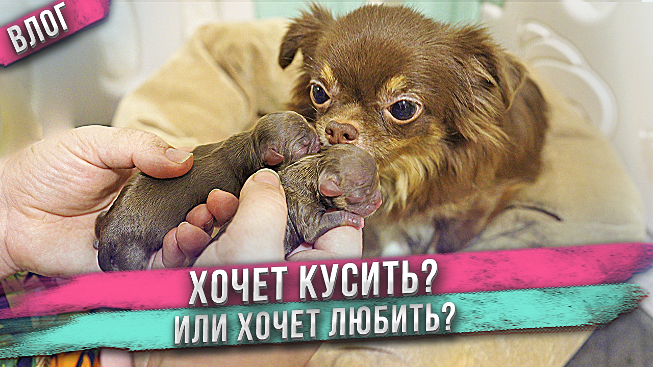 Хочет укусить или хочет любить? 😕 смотреть онлайн