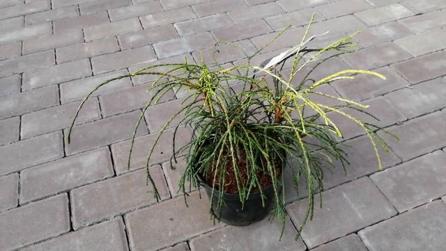 Туя складчатая Випкорд! Мои новинки 2020! смотреть онлайн