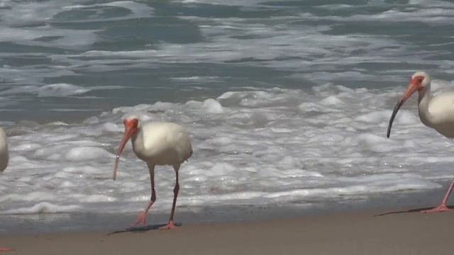 Ocean_birds.mp4