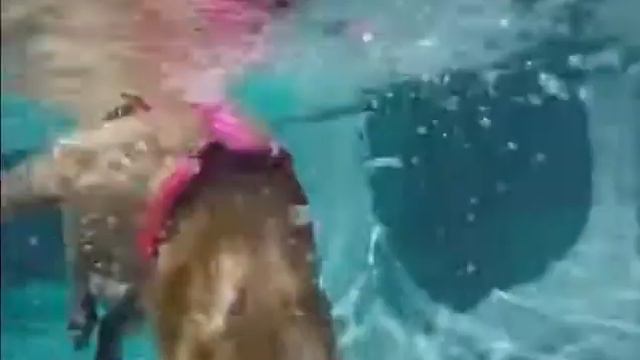 Капибара плавает смотреть онлайн